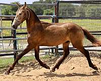 friesian-horse-for-sale