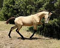 friesian-colt