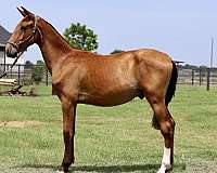 andalusian-colt