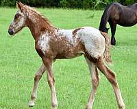 andalusian-filly