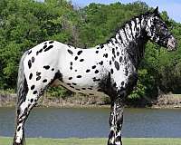 andalusian-horse-for-sale
