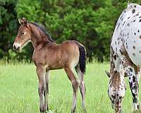 friesian-colt