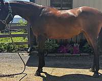 athletic-arabian-horse