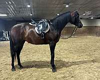 all-around-arabian-horse