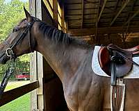 athletic-thoroughbred-horse