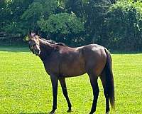 all-around-thoroughbred-horse