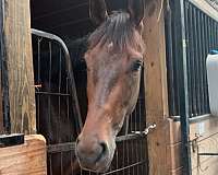 english-pleasure-thoroughbred-horse