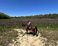 companion-quarter-horse