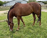 equitation-quarter-horse