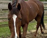 show-experience-quarter-horse