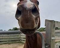 ridden-english-quarter-horse