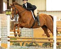 all-around-quarter-horse