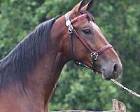 bay-usta-gelding