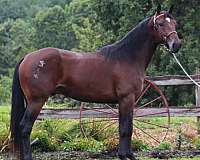 bay-standardbred-gelding