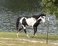 black-overo-tennessee-walking-filly