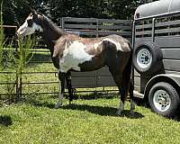 overo-horse