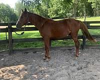 13-hand-belgian-colt