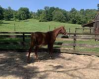 13-hand-belgian-horse