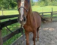 stripe-horse