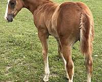 magnum-chic-dream-horse