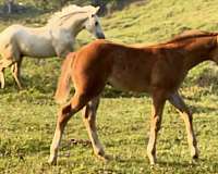 mr-gunsmoke-colt