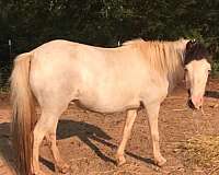carolina-miniature-horse