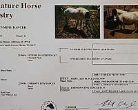 doc-holiday-miniature-horse