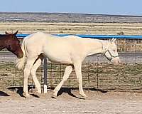 aqha-cremello-filly