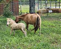 dunskin-miniature-horse