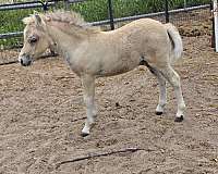 dunskin-partial-blue-eye-horse