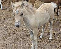 clear-miniature-horse