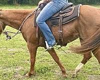quarter-horse-mare