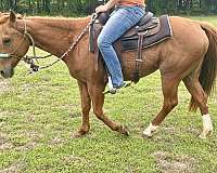 quarter-horse