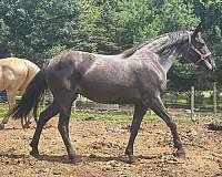 blue-roan-star-horse