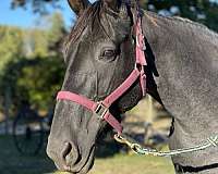 star-horse