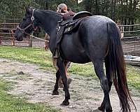 all-around-tennessee-walking-horse