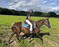 chocolate-brand-horse