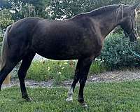 chocolate-cornets-horse