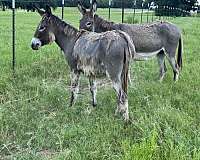 donkey