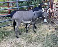 donkey-for-sale