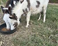 donkey-mare