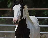 trail-riding-gypsy-vanner-horse