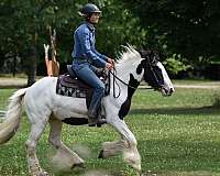 western-riding-gypsy-vanner-horse