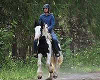 black-overo-gypsy-vanner-gelding