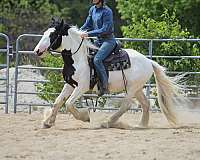 black-overo-started-under-saddle-horse