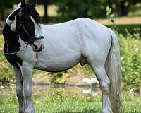 black-overo-trail-riding-horse