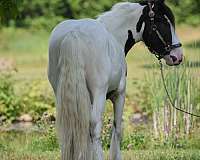 black-overo-western-riding-horse