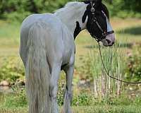 started-under-saddle-gypsy-vanner-horse