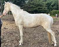 tobiano-blue-eyes-blaze-horse