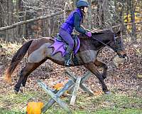 quarter-pony-for-sale